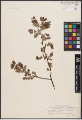 Foto von Salix aurita L. x Salix myrtilloides L. x Salix starkeana Willd.
